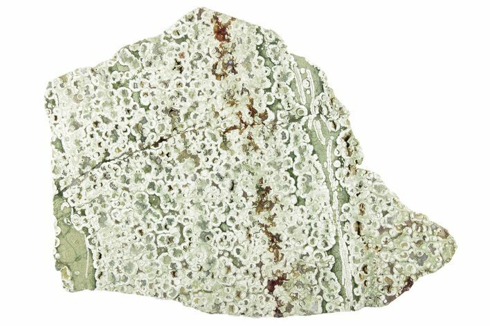 Polished Rainforest Jasper (Rhyolite) Slab - Australia #221929